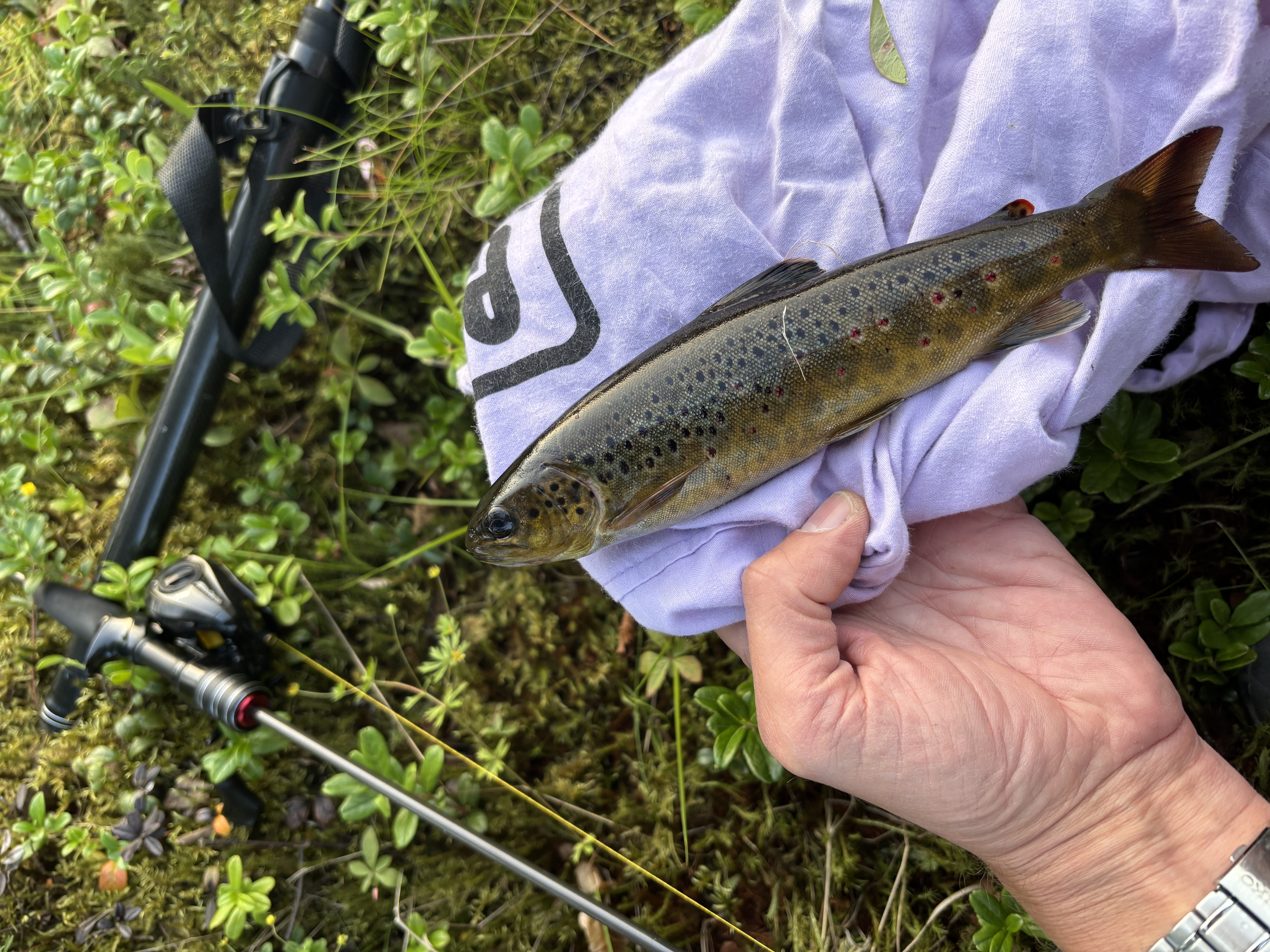 Freshwater Fishing Around Bergen - Three Lakes Worth Visiting
