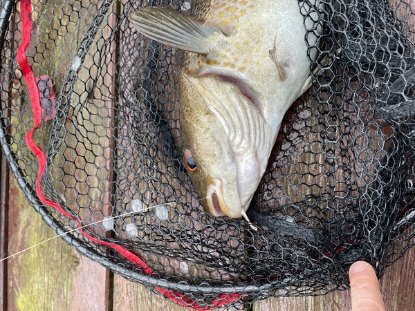 cod