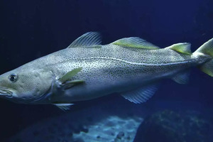 COD